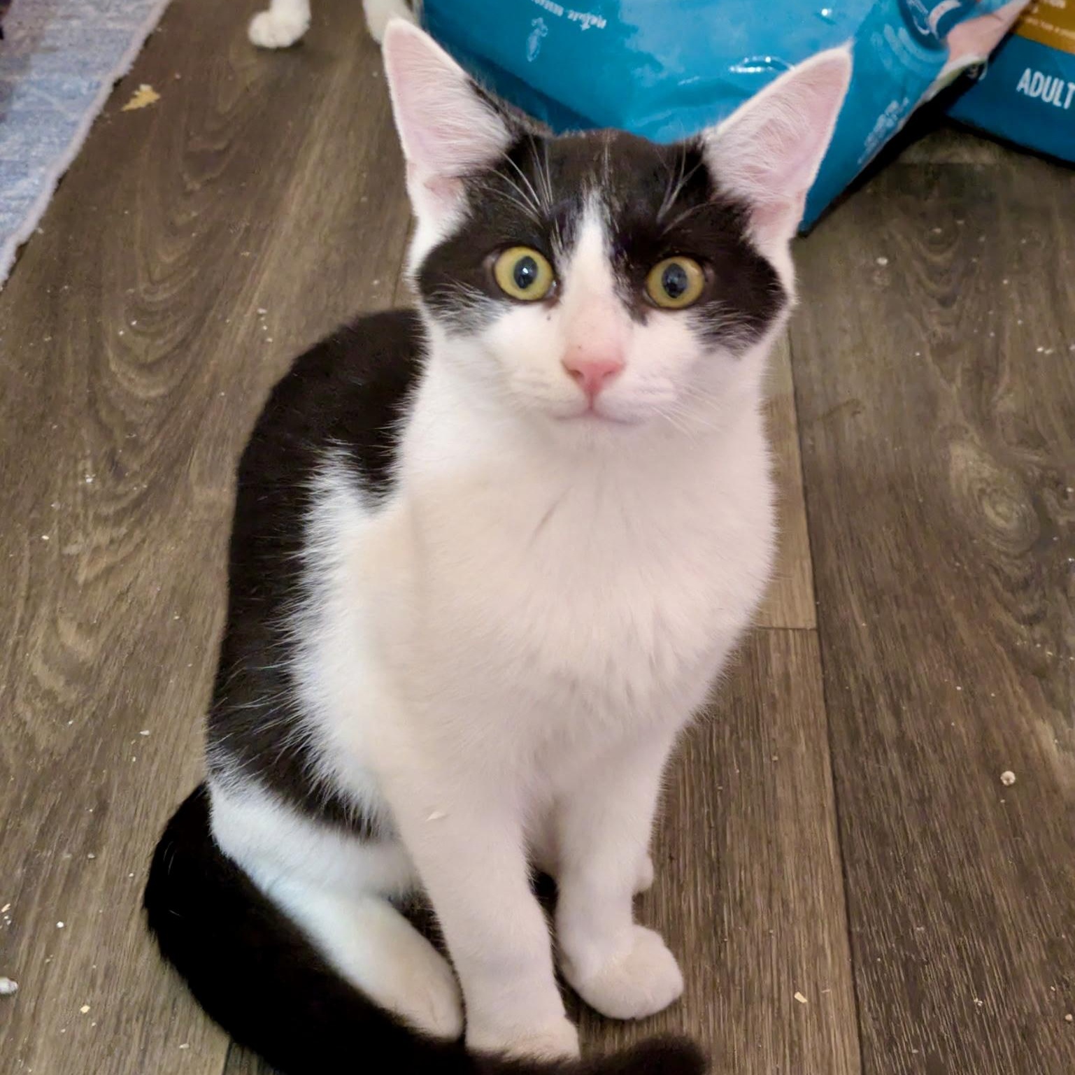 Enlarge Landline, a Adoptable Domestic Short Hair in Richmond, VA image 3/4