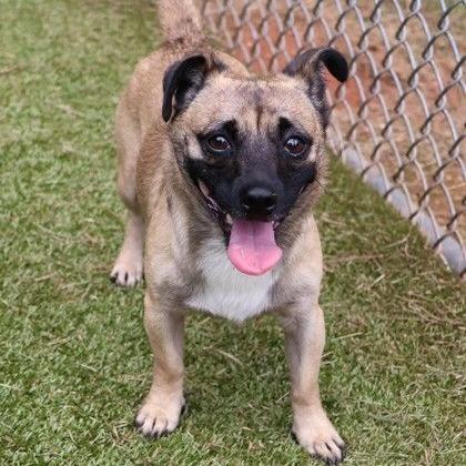 CT Butterball - 14lbs, Adoptable, Adult Male Terrier & Mixed Breed.
