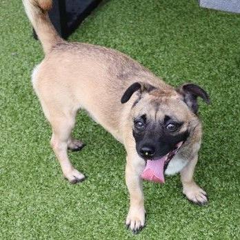 CT Butterball - 14lbs, a Adoptable mixed breed in Stormville, NY image 2/3