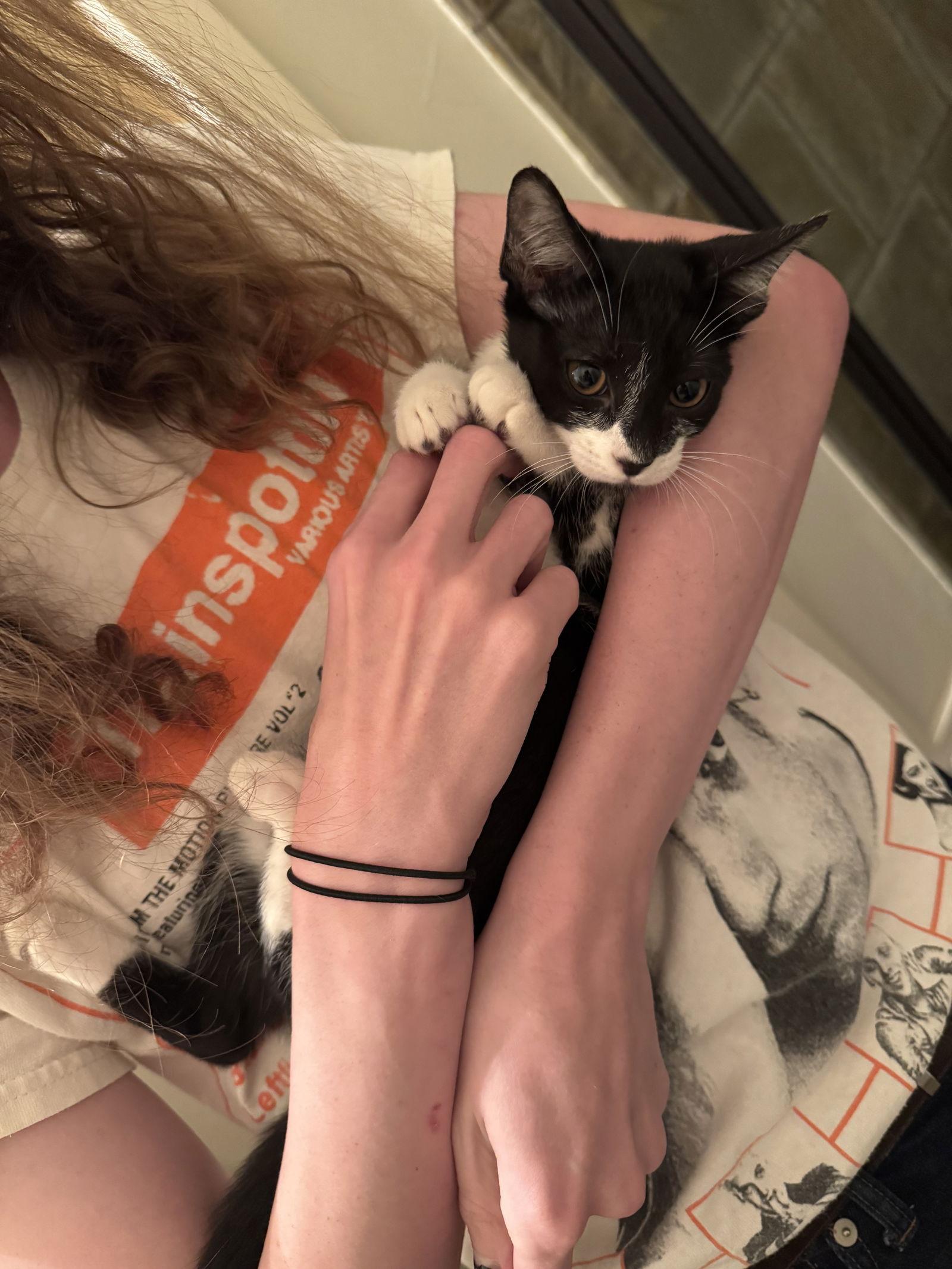 Shrimp, a Adoptable Domestic Short Hair in Dripping Springs, TX image 1/3