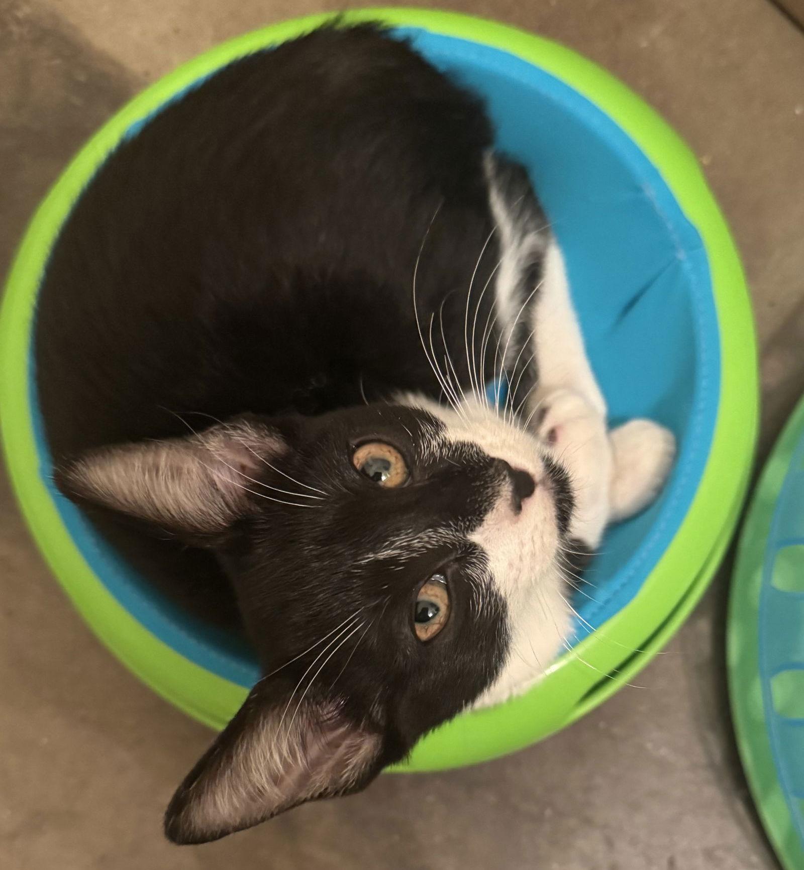 Shrimp, Adoptable, Young Female Domestic Short Hair.