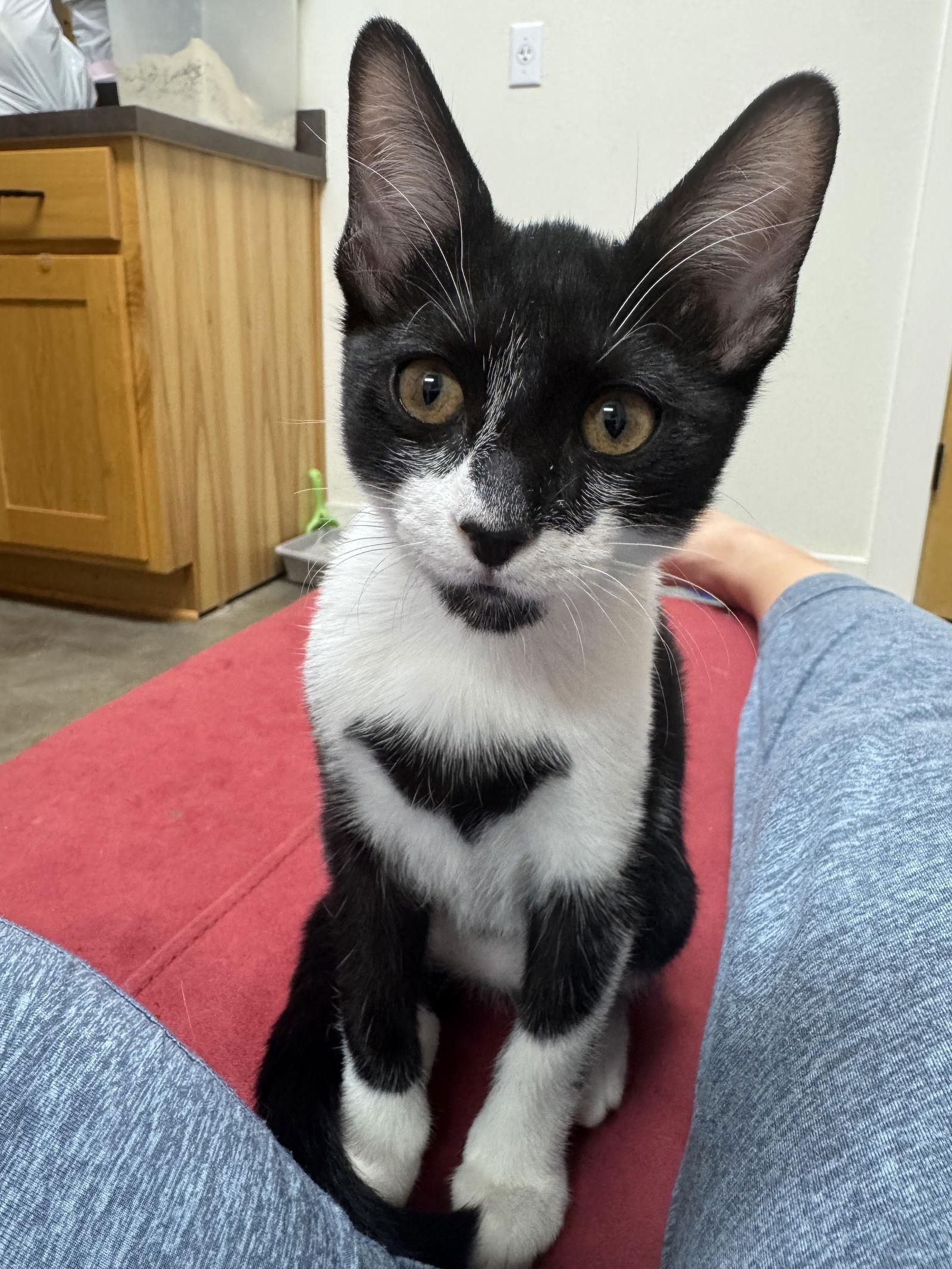 Shrimp, a Adoptable Domestic Short Hair in Dripping Springs, TX image 3/3