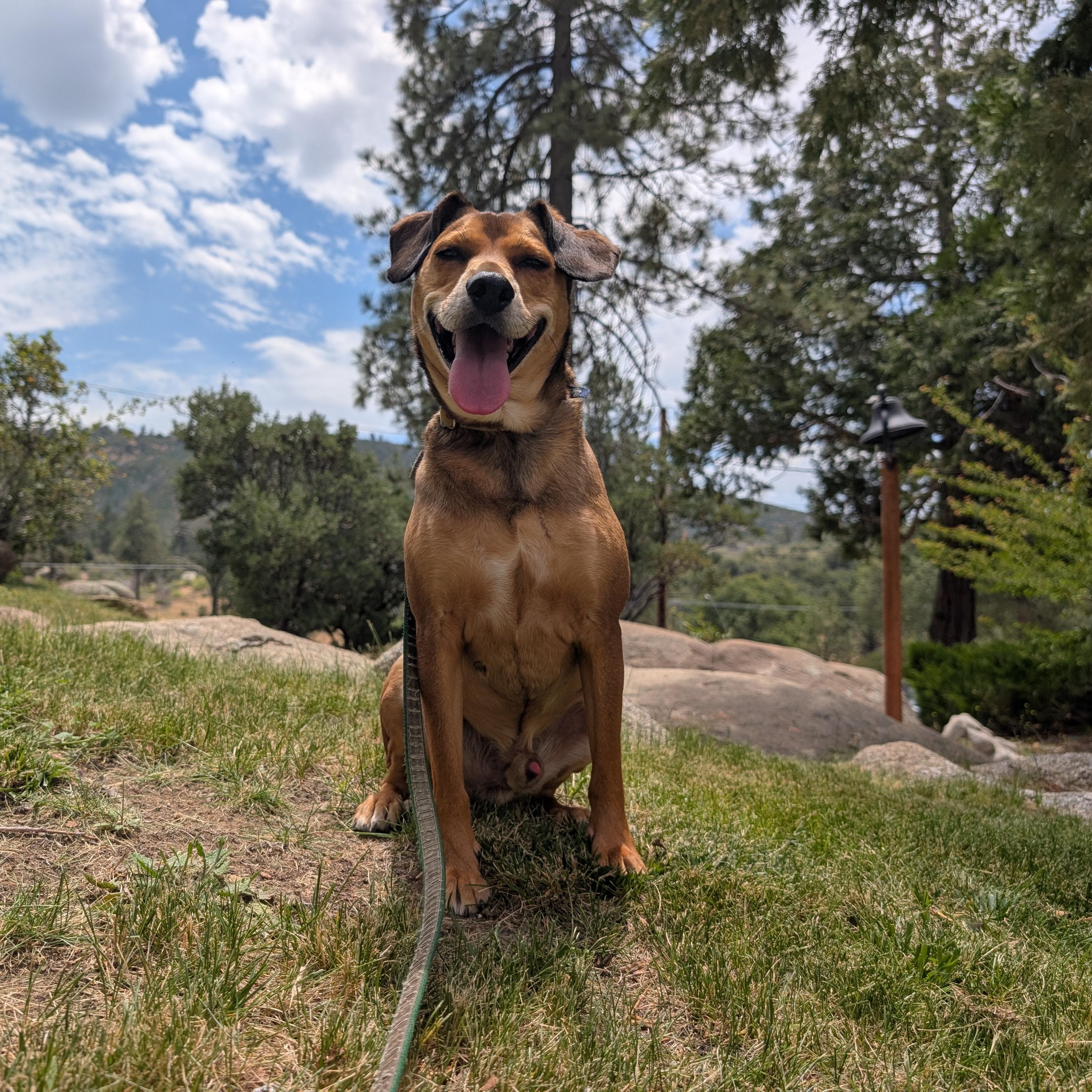 Enlarge Brisket, a Adopted mixed breed in Mountain Center, CA image 4/4