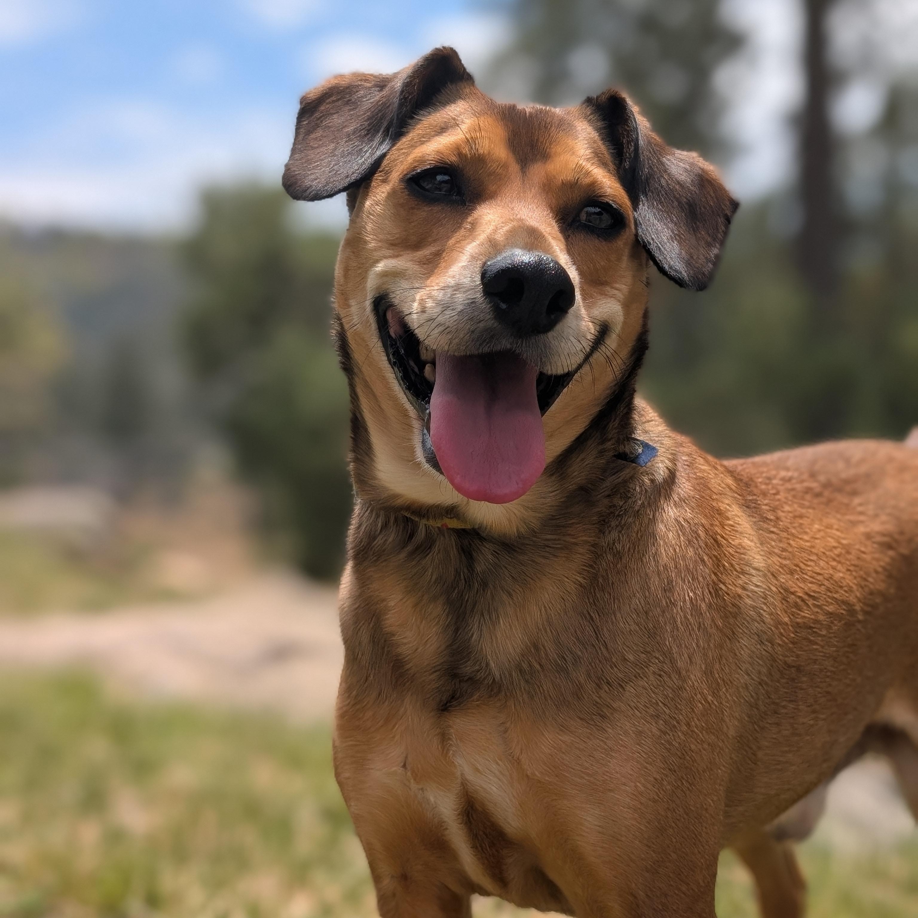 Brisket, Adopted, Adult Male Beagle.
