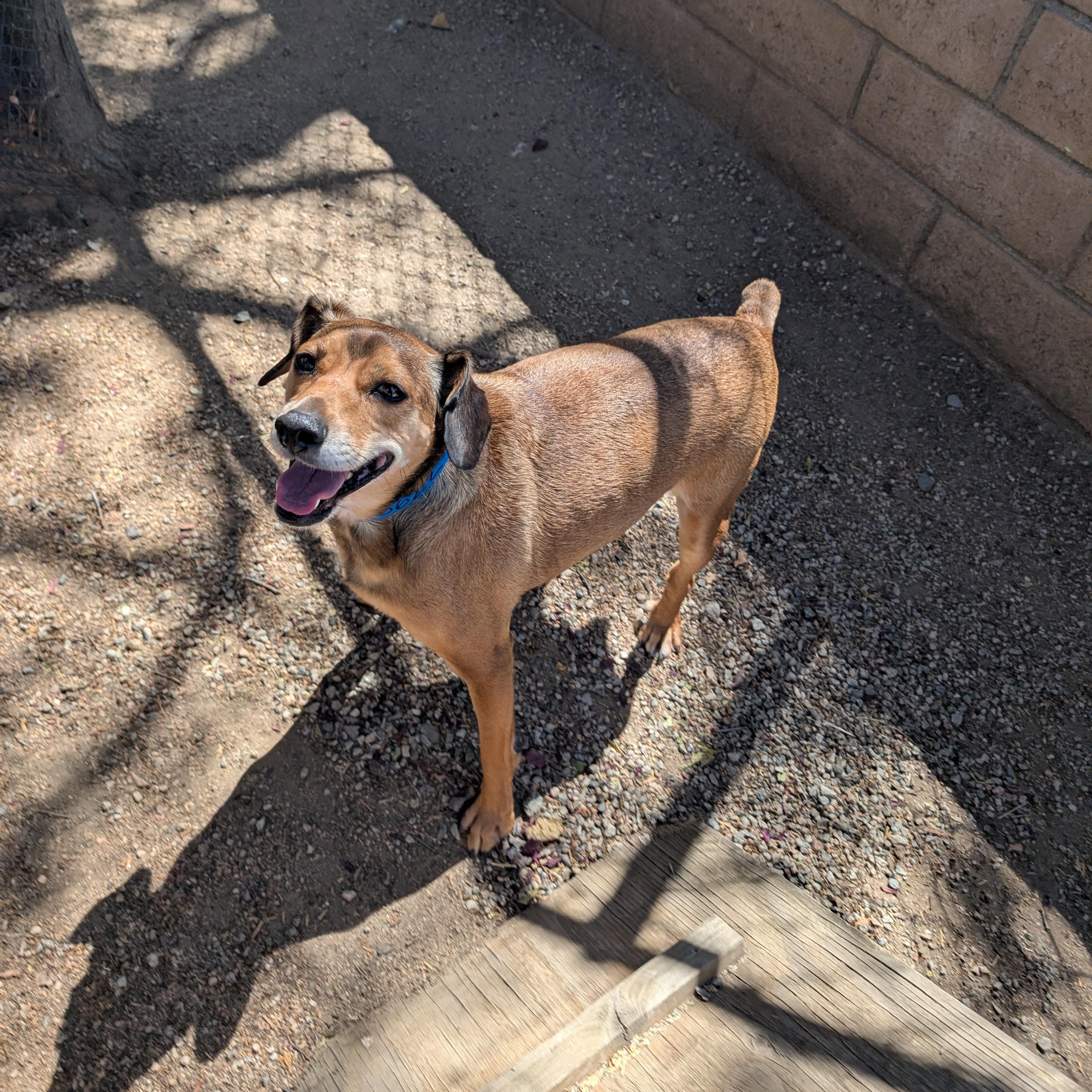 Enlarge Brisket, a Adopted mixed breed in Mountain Center, CA image 2/4