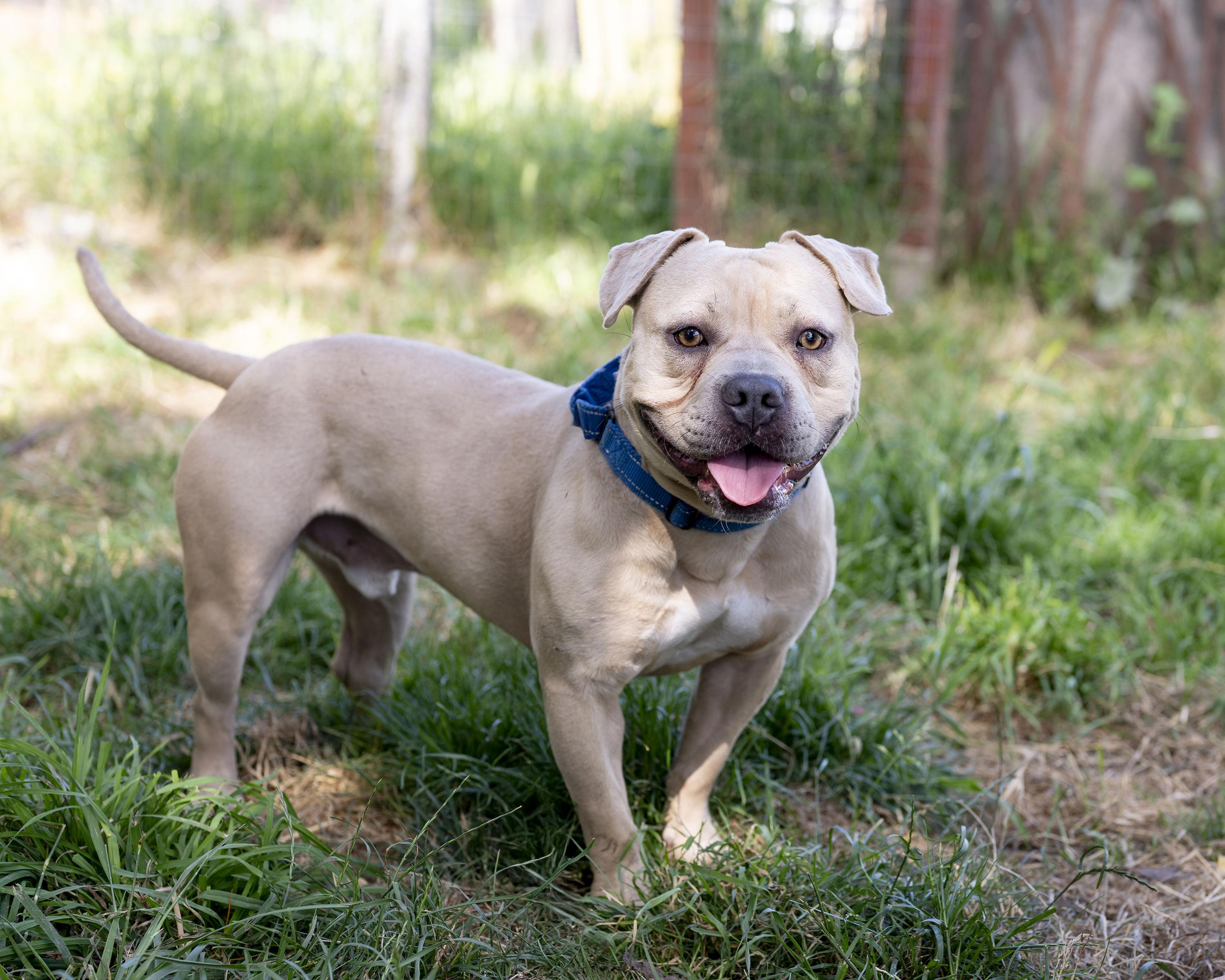 Mochi, an adoption pending mixed breed in Petaluma, CA image 4/4