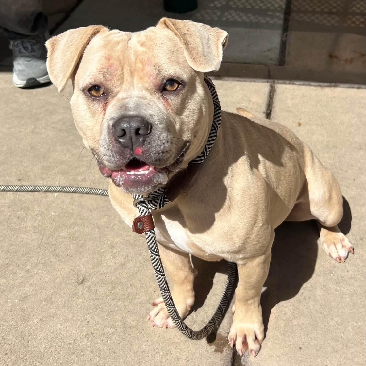 Enlarge Mochi, a ADOPTABLE Pit Bull Terrier in Petaluma, CA image 1/1