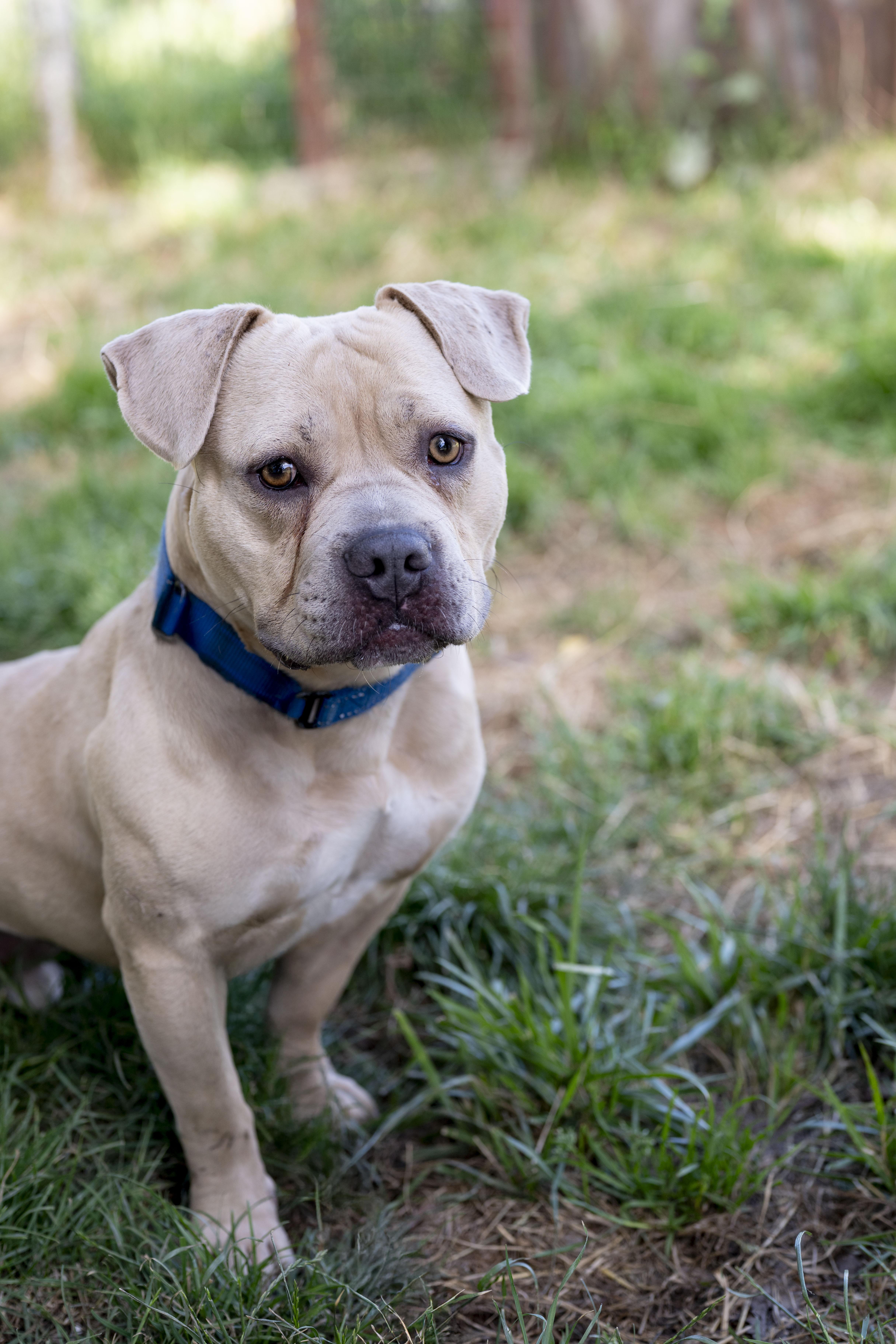 Mochi, an adoption pending mixed breed in Petaluma, CA image 1/4