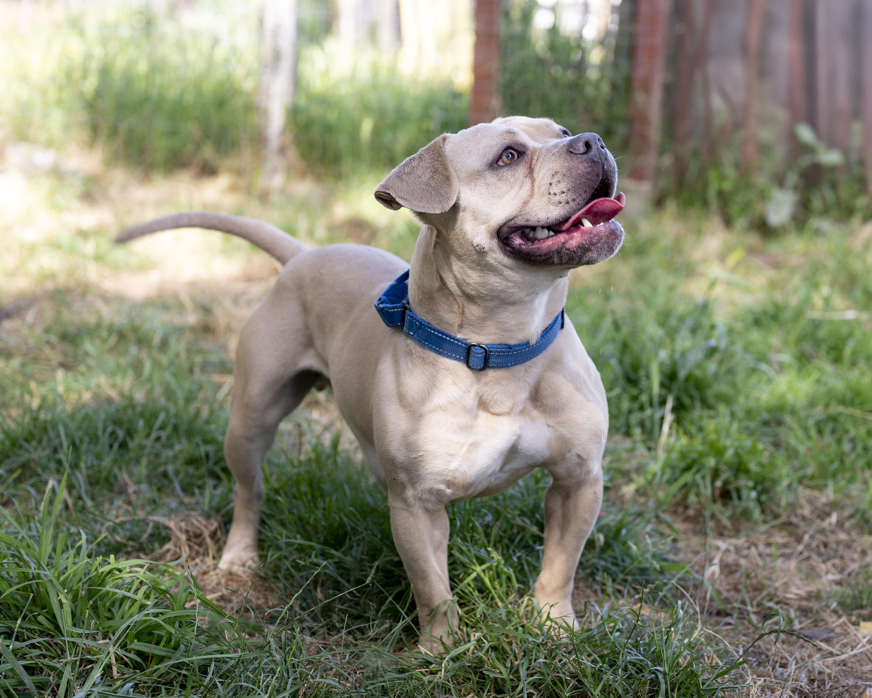 Mochi, an adoption pending mixed breed in Petaluma, CA image 3/4