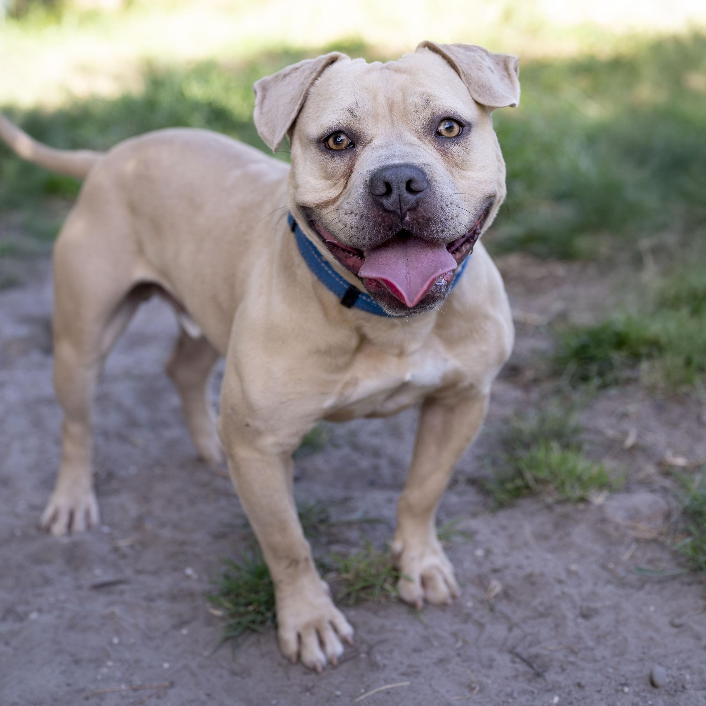 Mochi, an adoption pending mixed breed in Petaluma, CA image 2/4
