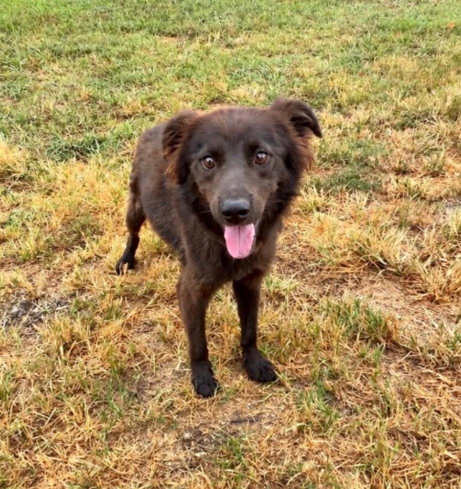 Bear, Adoptable, Young Male Mixed Breed.