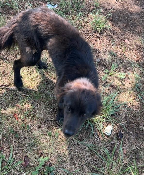 Enlarge Bear, a Adoptable mixed breed in Chickamauga , GA image 2/2