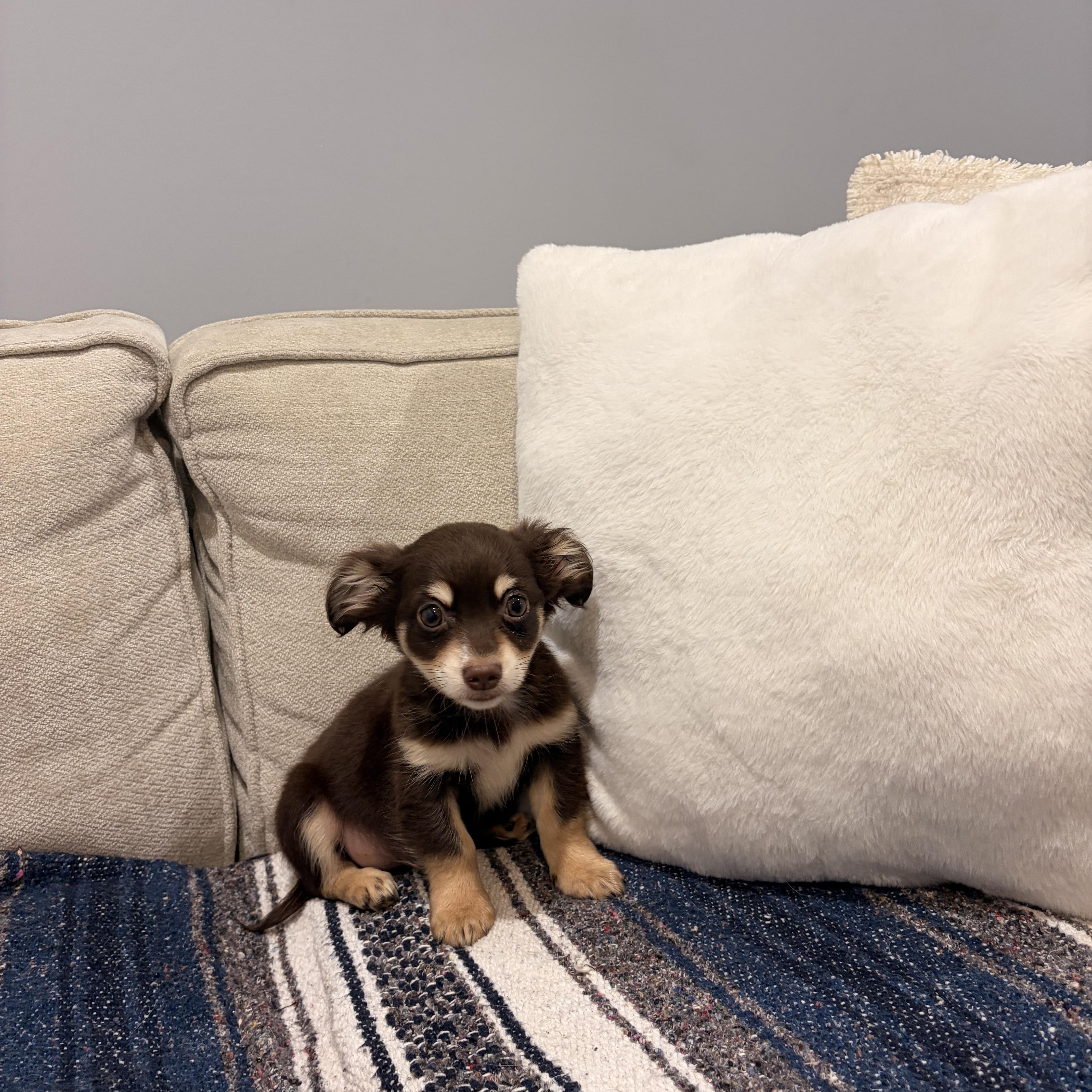 Patch, a ADOPTABLE mixed breed in Torrance, CA image 2/4