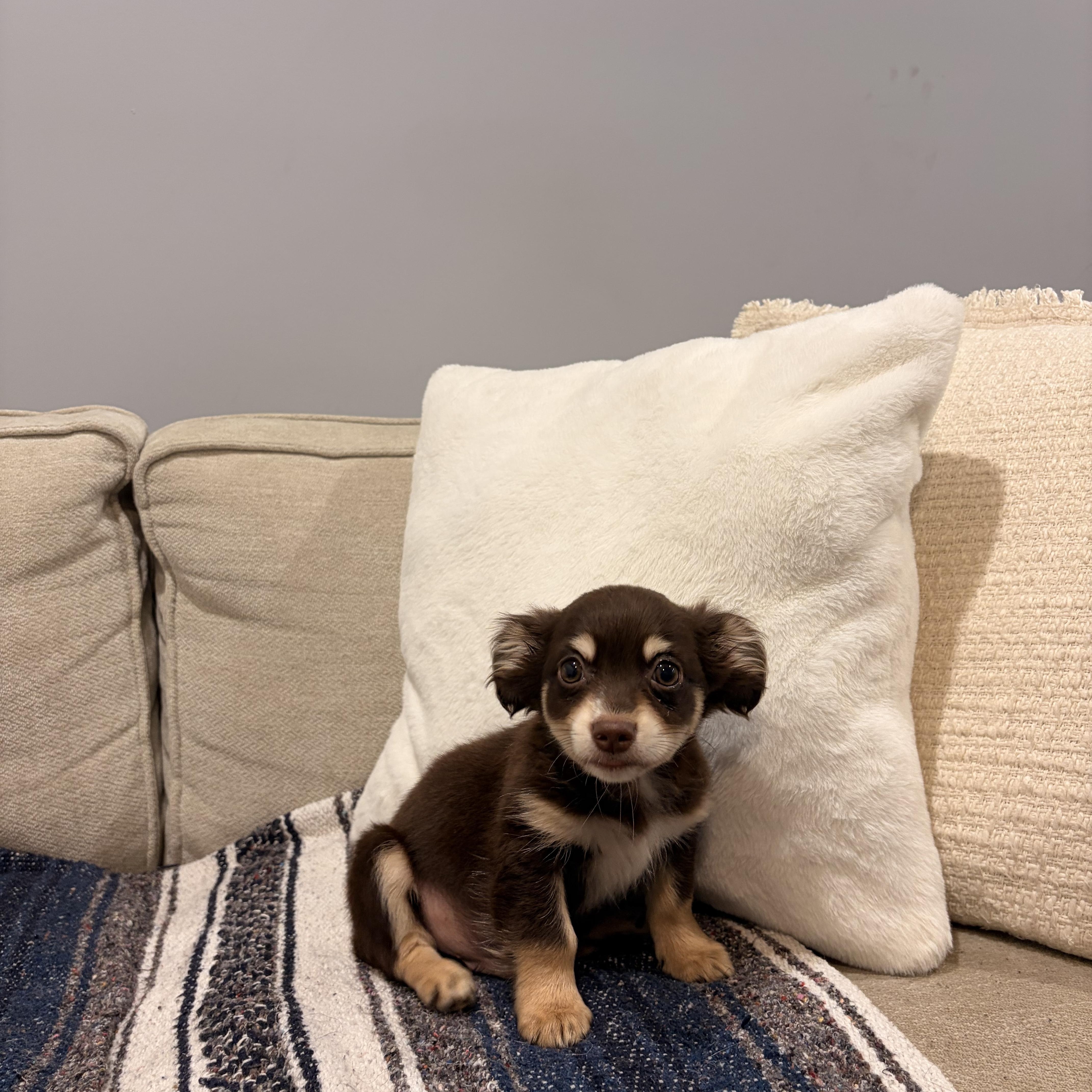 Patch, a ADOPTABLE mixed breed in Torrance, CA image 4/4