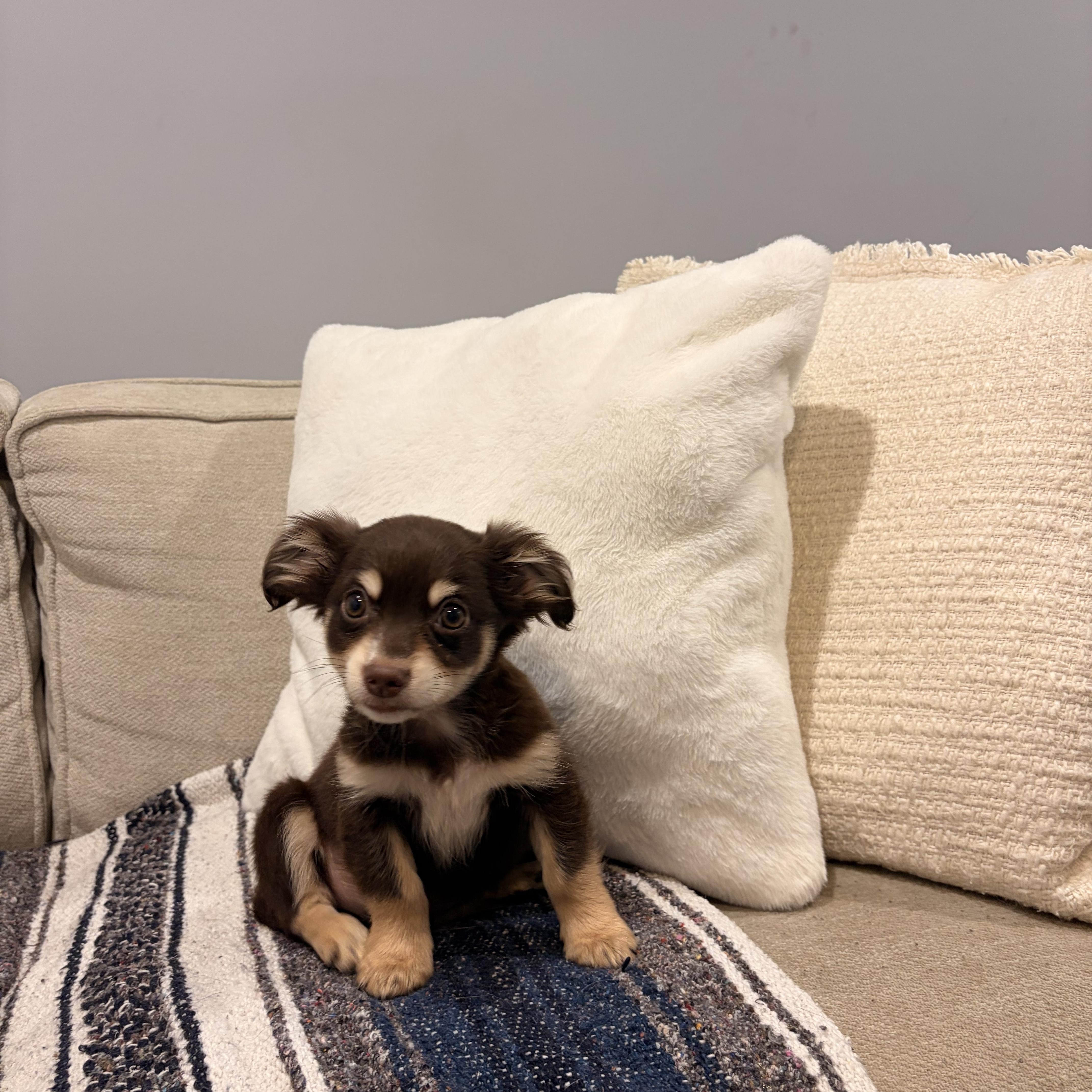 Patch, ADOPTABLE, Puppy Male Papillon & Chihuahua.