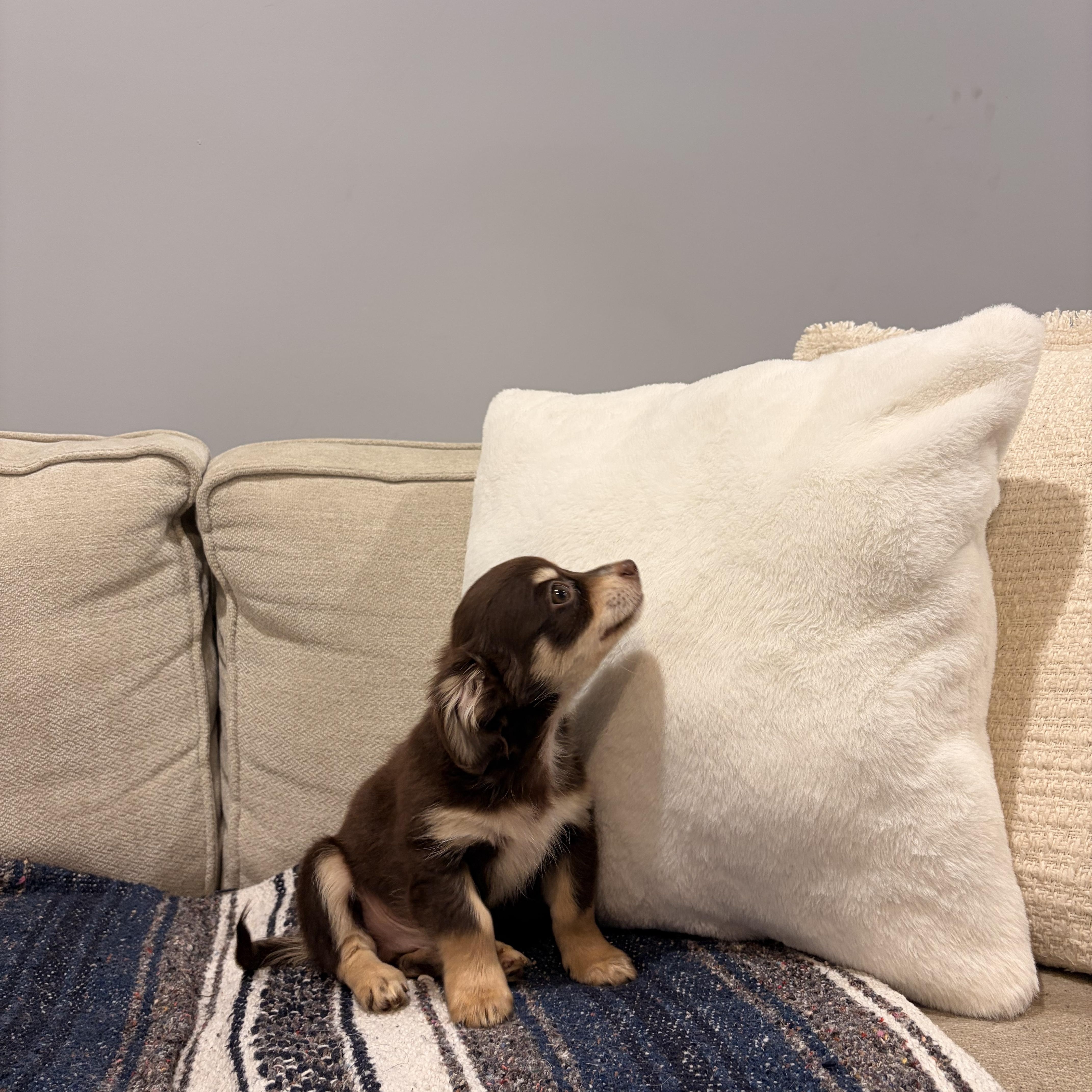 Patch, a ADOPTABLE mixed breed in Torrance, CA image 3/4