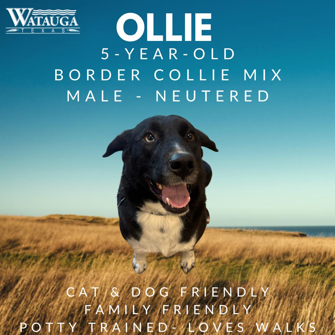 Enlarge Ollie, a ADOPTABLE mixed breed in Watauga, TX image 1/1