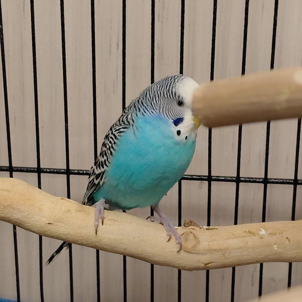 20, Adoptable, Young Male Parakeet (Other).