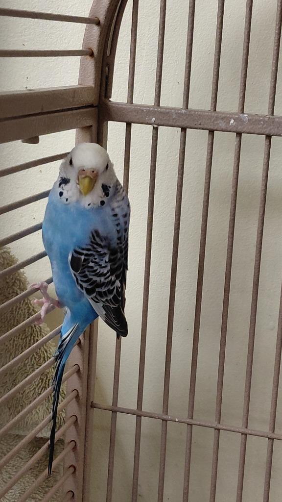 Cobalt, Adoptable, Young Male Parakeet (Other).