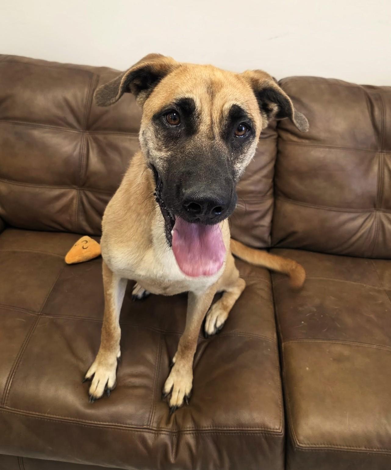 Violet, Adoptable, Adult Female German Shepherd Dog.