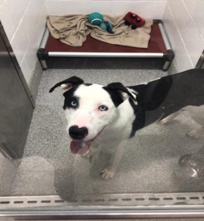 Corbin, Adoptable, Puppy Male Siberian Husky & Mixed Breed.