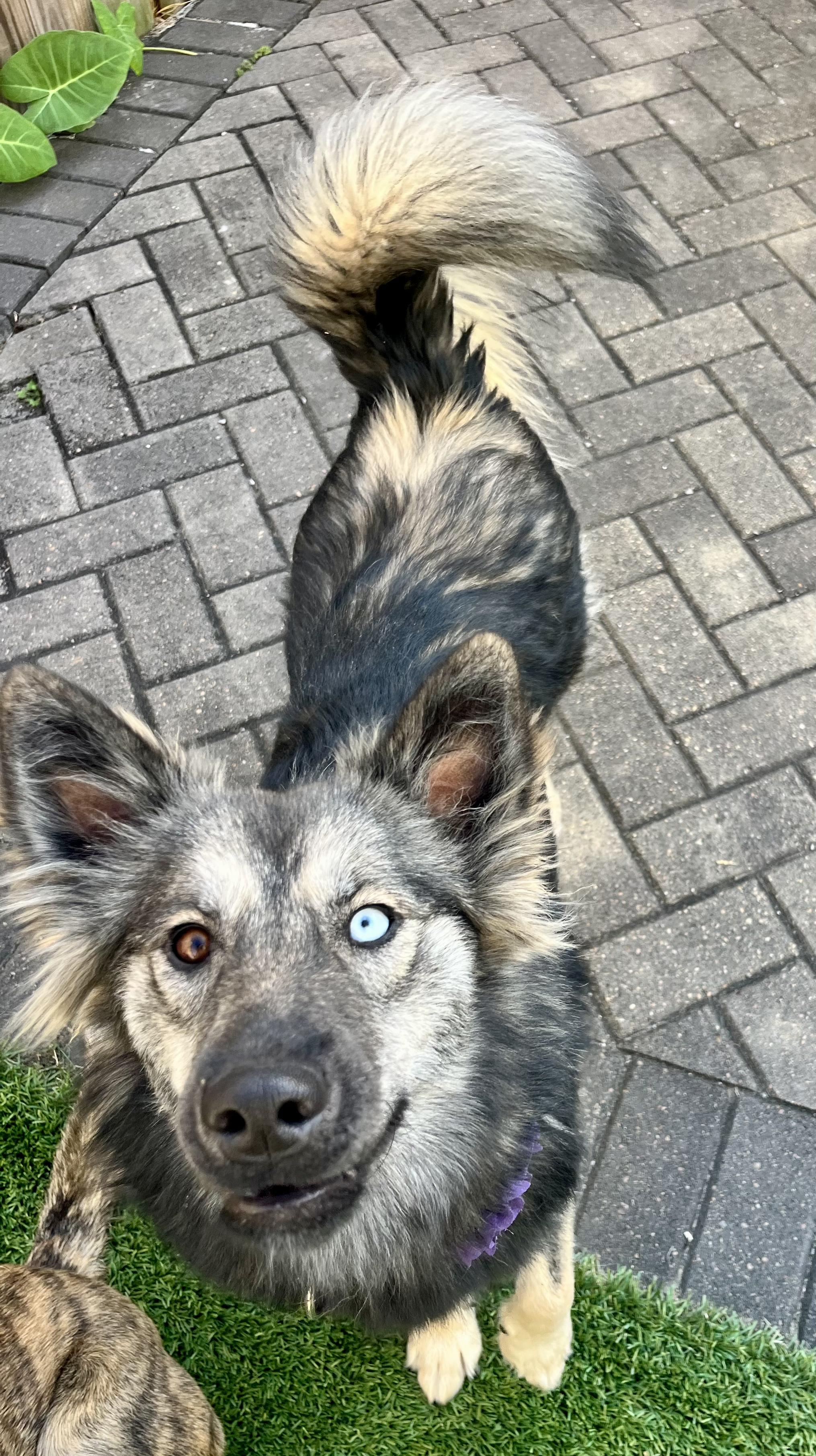 Enlarge Sasha, a Adoptable mixed breed in New Orleans, LA image 2/6