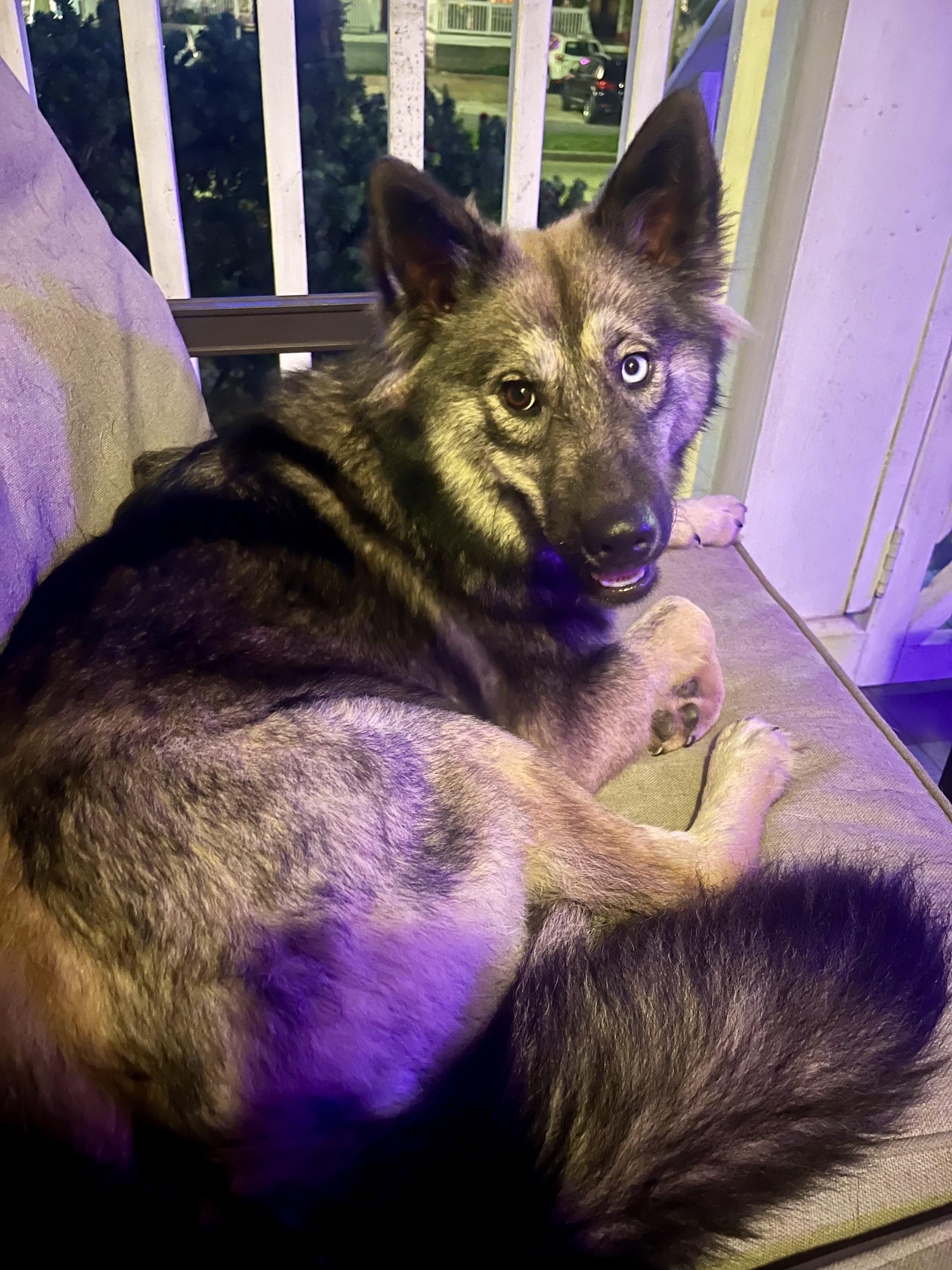 Enlarge Sasha, a Adoptable mixed breed in New Orleans, LA image 2/4