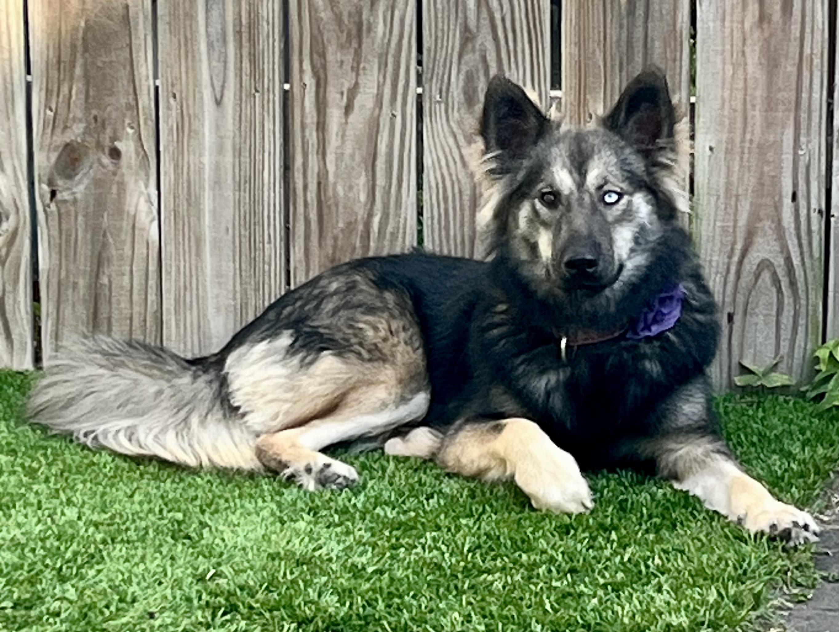 Enlarge Sasha, a Adoptable mixed breed in New Orleans, LA image 1/6