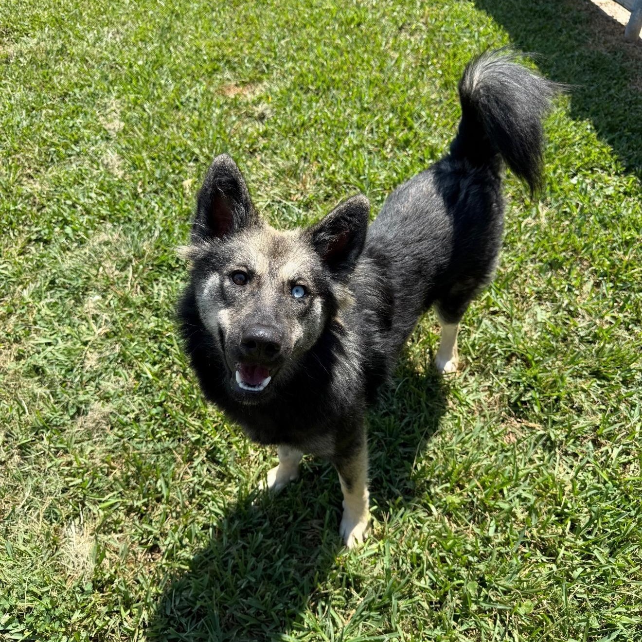 Enlarge Sasha, a Adoptable mixed breed in New Orleans, LA image 4/4