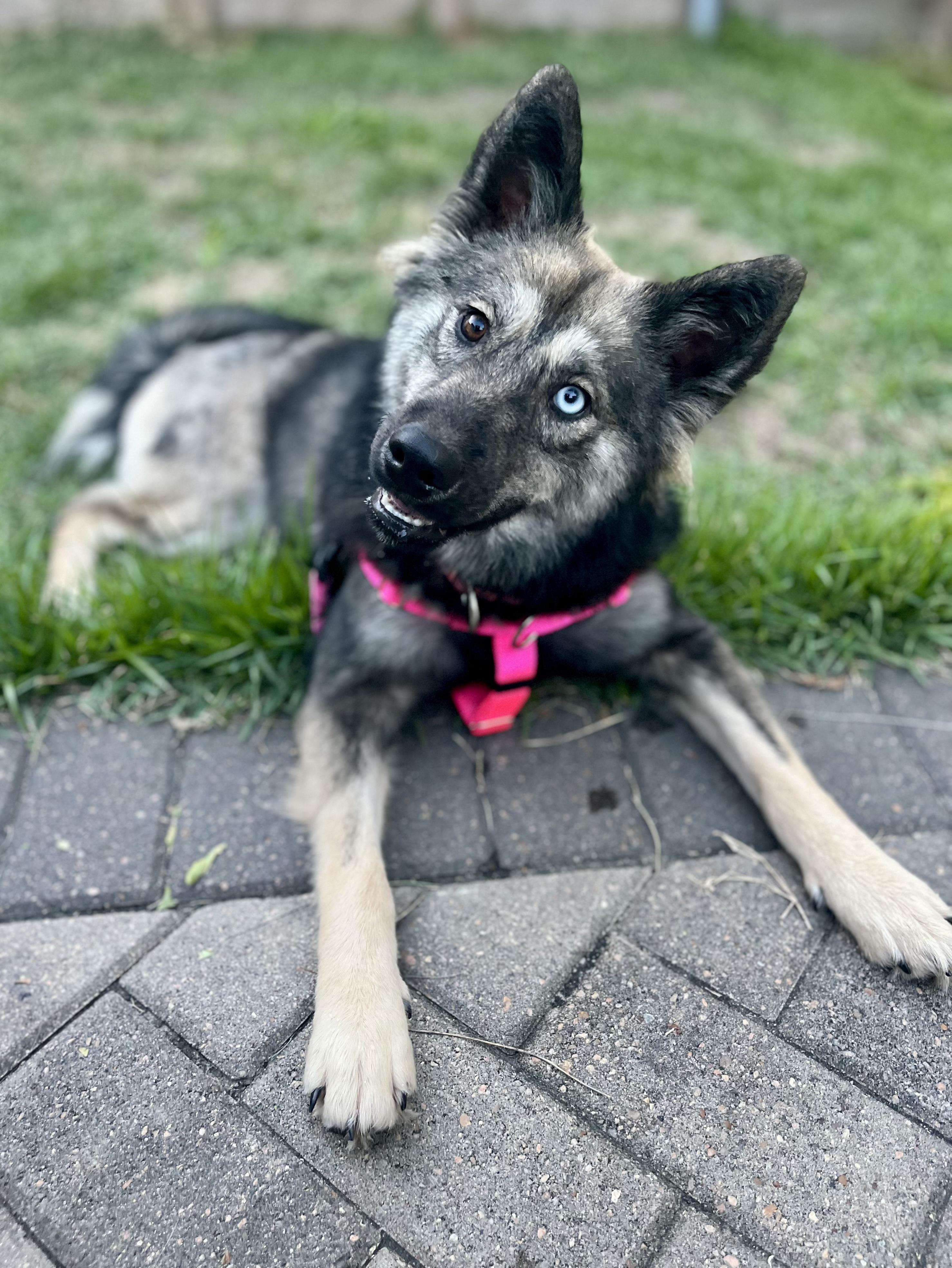 Sasha, Adoptable, Adult Female German Shepherd Dog & Siberian Husky.