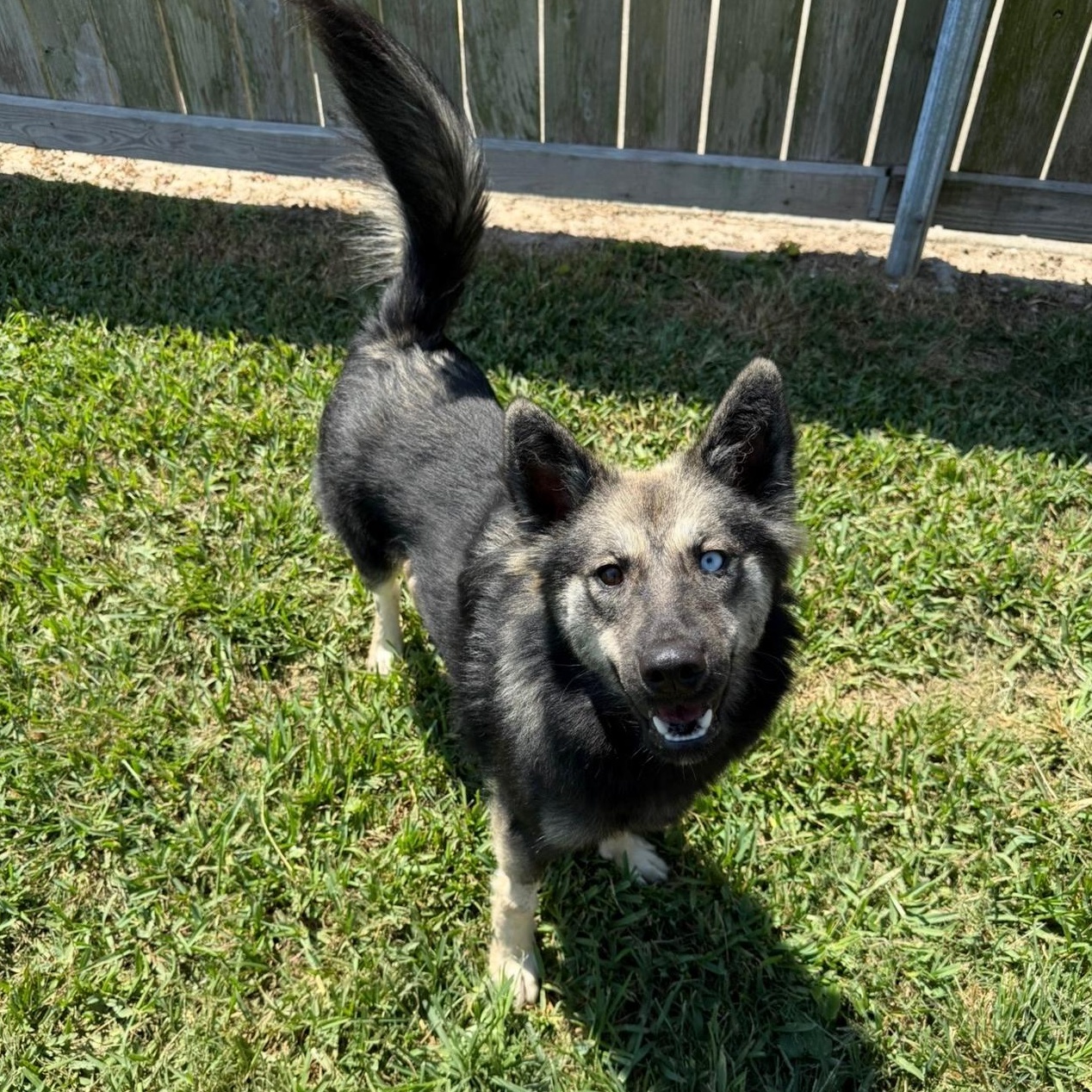 Enlarge Sasha, a Adoptable mixed breed in New Orleans, LA image 3/4
