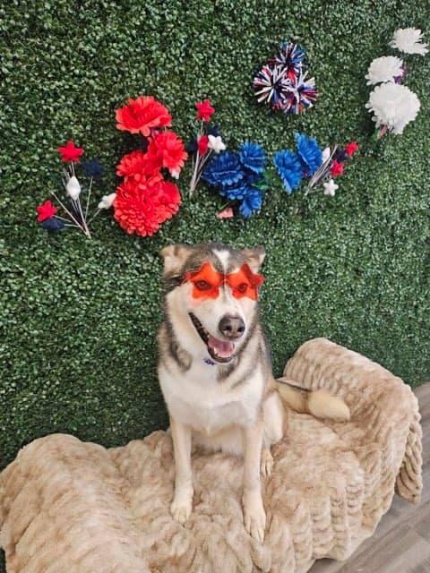 Enlarge Kennedy, a Adoptable Siberian Husky in Canyon, TX image 2/6