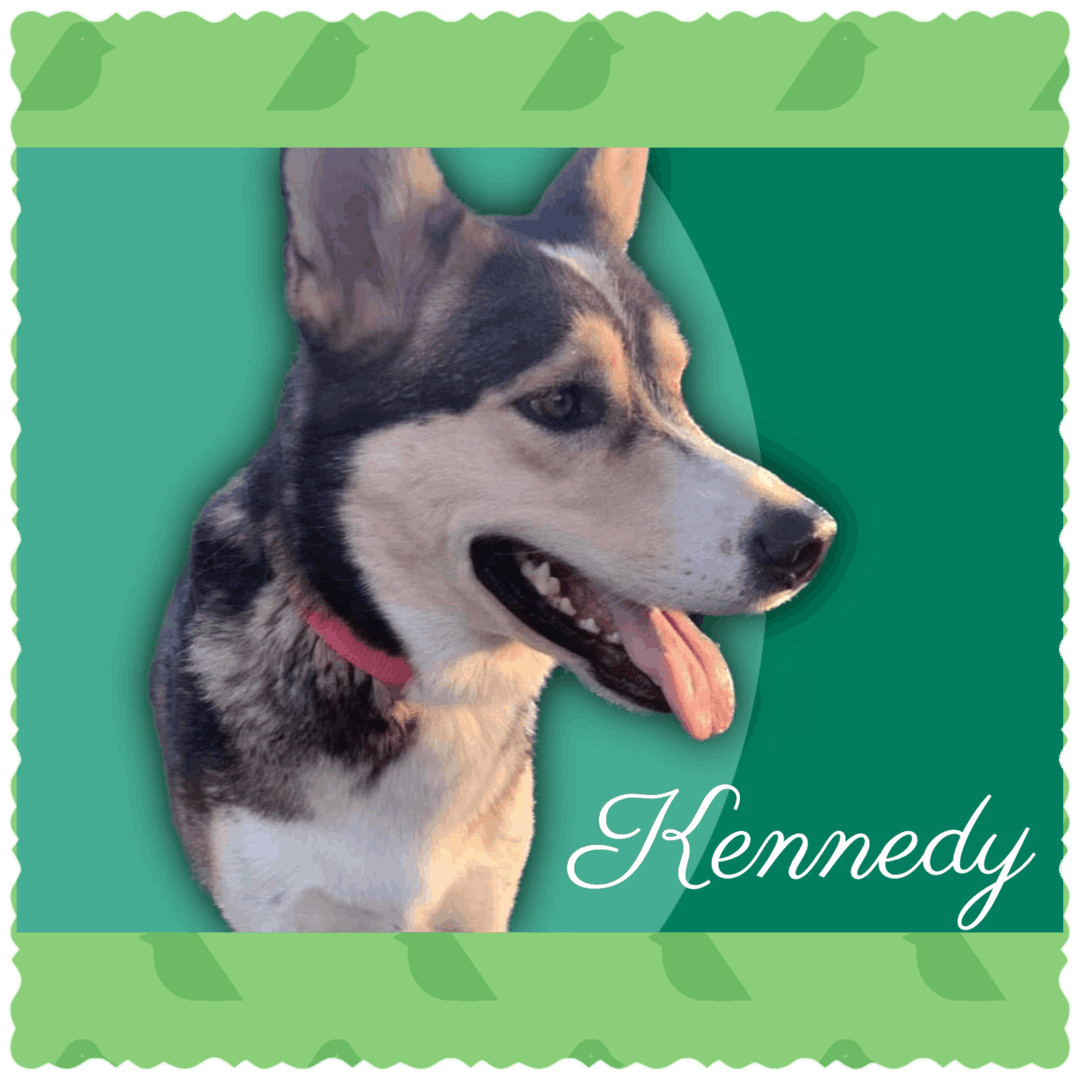 Enlarge Kennedy, a Adoptable Siberian Husky in Canyon, TX image 6/6