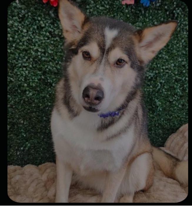 Enlarge Kennedy, a Adoptable Siberian Husky in Canyon, TX image 3/6