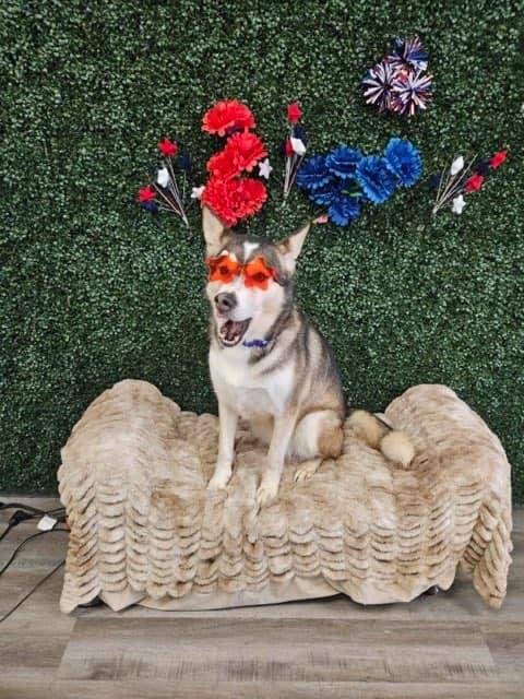 Enlarge Kennedy, a Adoptable Siberian Husky in Canyon, TX image 4/6