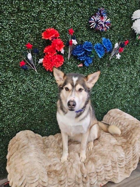 Kennedy, Adoptable, Adult Female Siberian Husky.