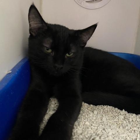 Andy, Adoptable, Young Male Domestic Short Hair.
