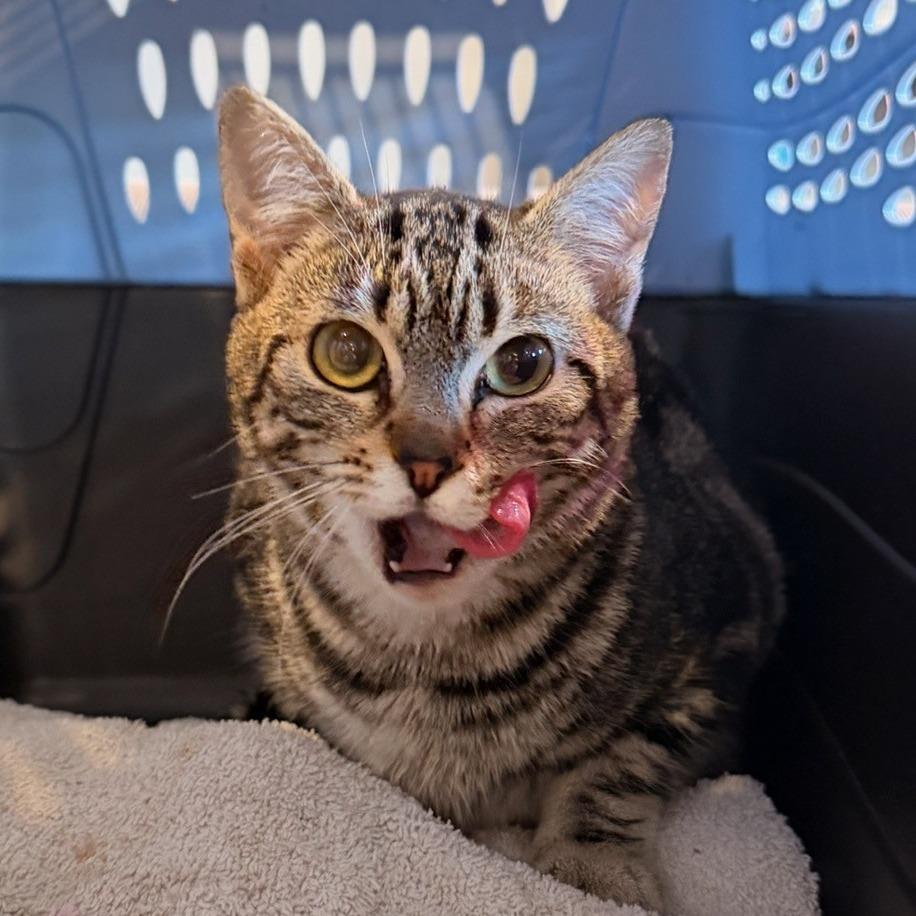 Enlarge Blossom, a Adoptable Domestic Short Hair in Coos Bay, OR image 1/1