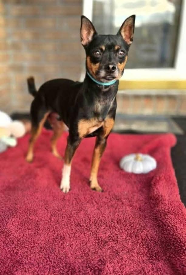 Enlarge Jack, a Adoptable mixed breed in Bonifay, FL image 1/2