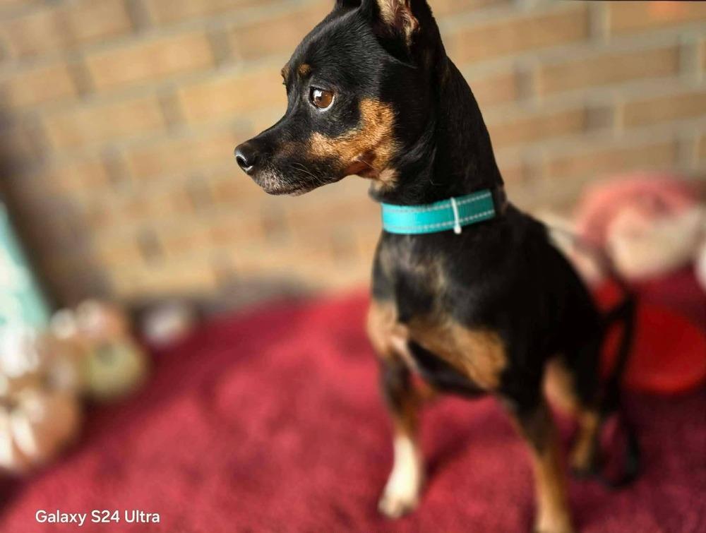 Enlarge Jack, a Adoptable mixed breed in Bonifay, FL image 2/2