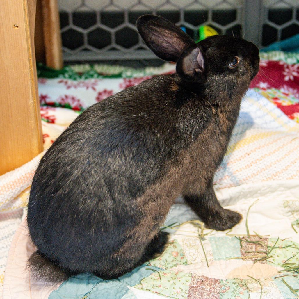 Enlarge Bunnifer Aniston *Bonded with Hoptimus Prime*, a Adoptable American in Kennebunk, ME image 2/4