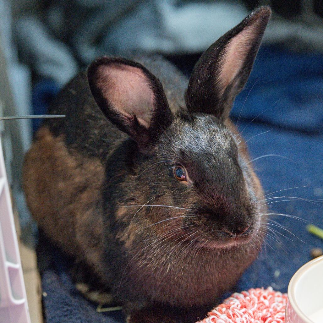 Enlarge Bunnifer Aniston *Bonded with Hoptimus Prime*, a Adoptable American in Kennebunk, ME image 3/4