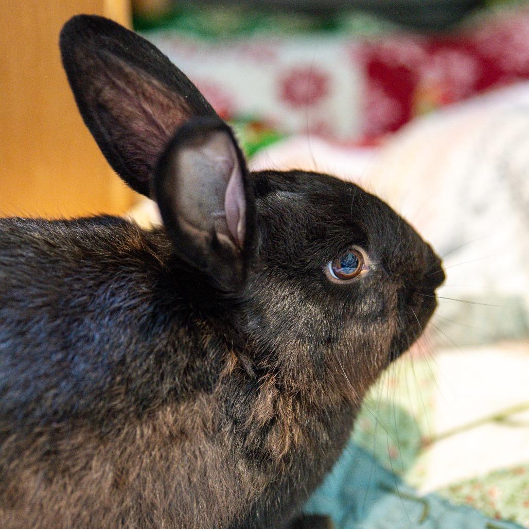Enlarge Bunnifer Aniston *Bonded with Hoptimus Prime*, a Adoptable American in Kennebunk, ME image 4/4