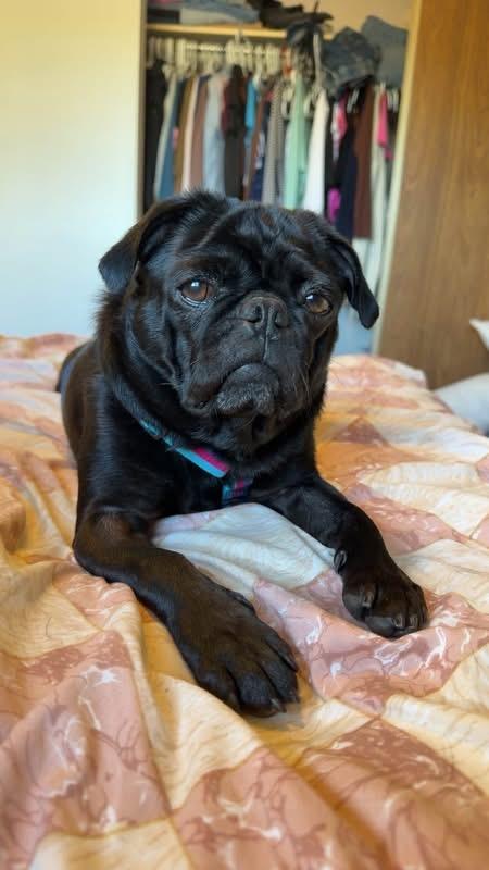 Peggy, Adoptable, Senior Female Pug.