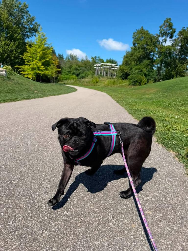 Enlarge Peggy, a Adoptable Pug in Toronto, ON image 2/3