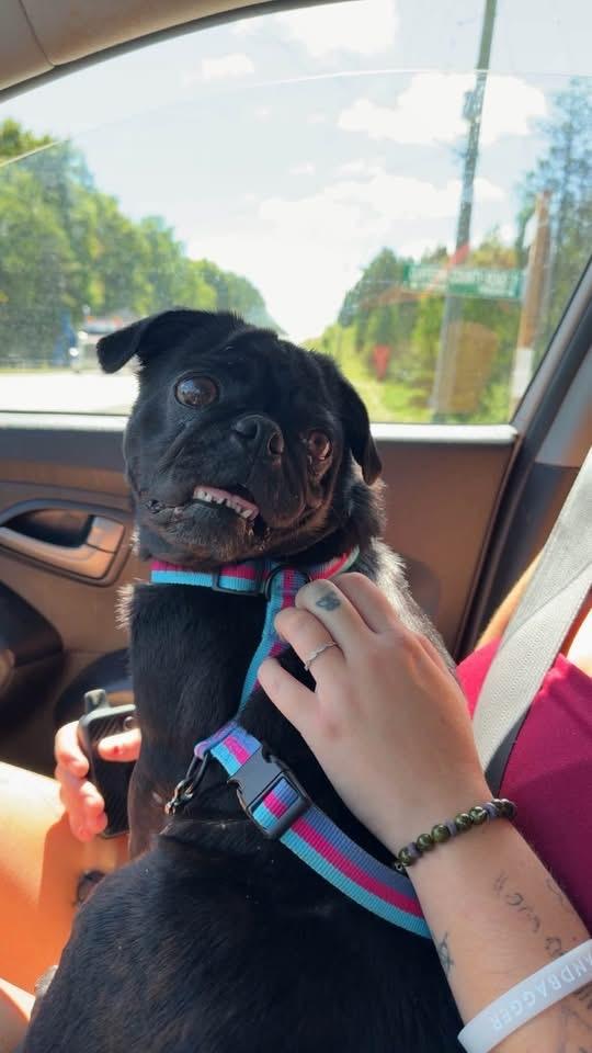 Enlarge Peggy, a Adoptable Pug in Toronto, ON image 3/3