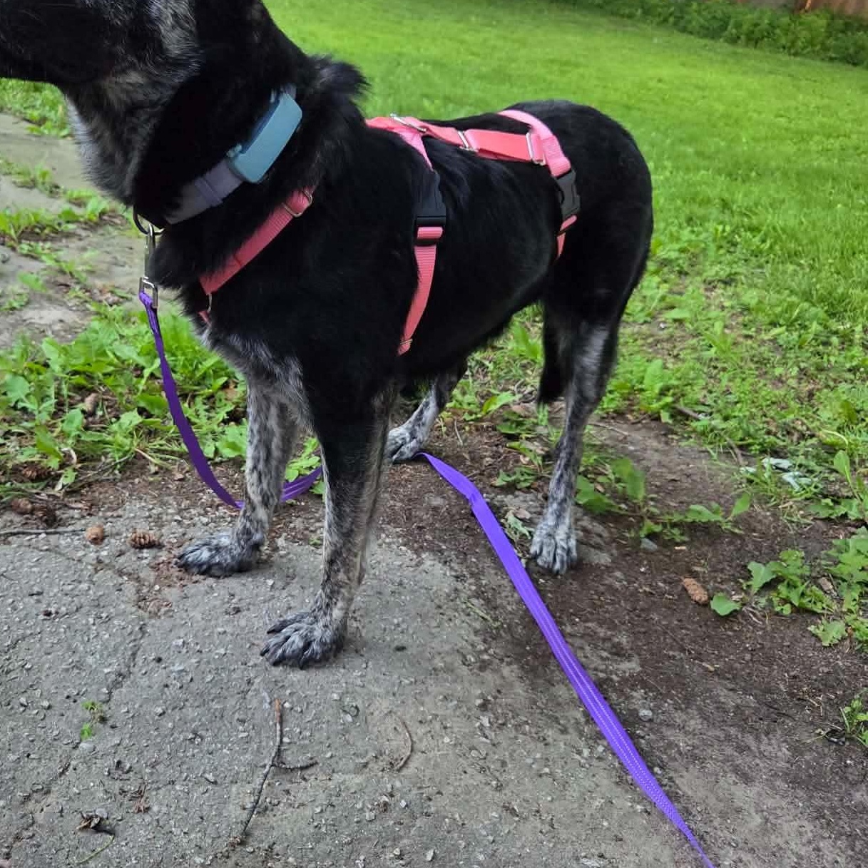 Noir, a ADOPTABLE mixed breed in Scarborough, ON image 5/6