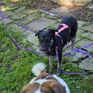 Noir, a ADOPTABLE mixed breed in Scarborough, ON image 6/6