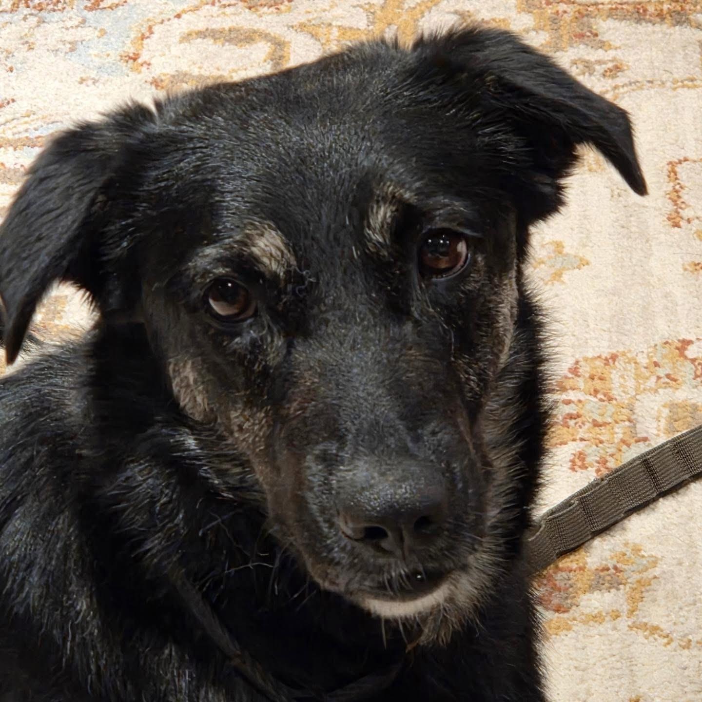 Noir, ADOPTABLE, Adult Female Collie & Shepherd.