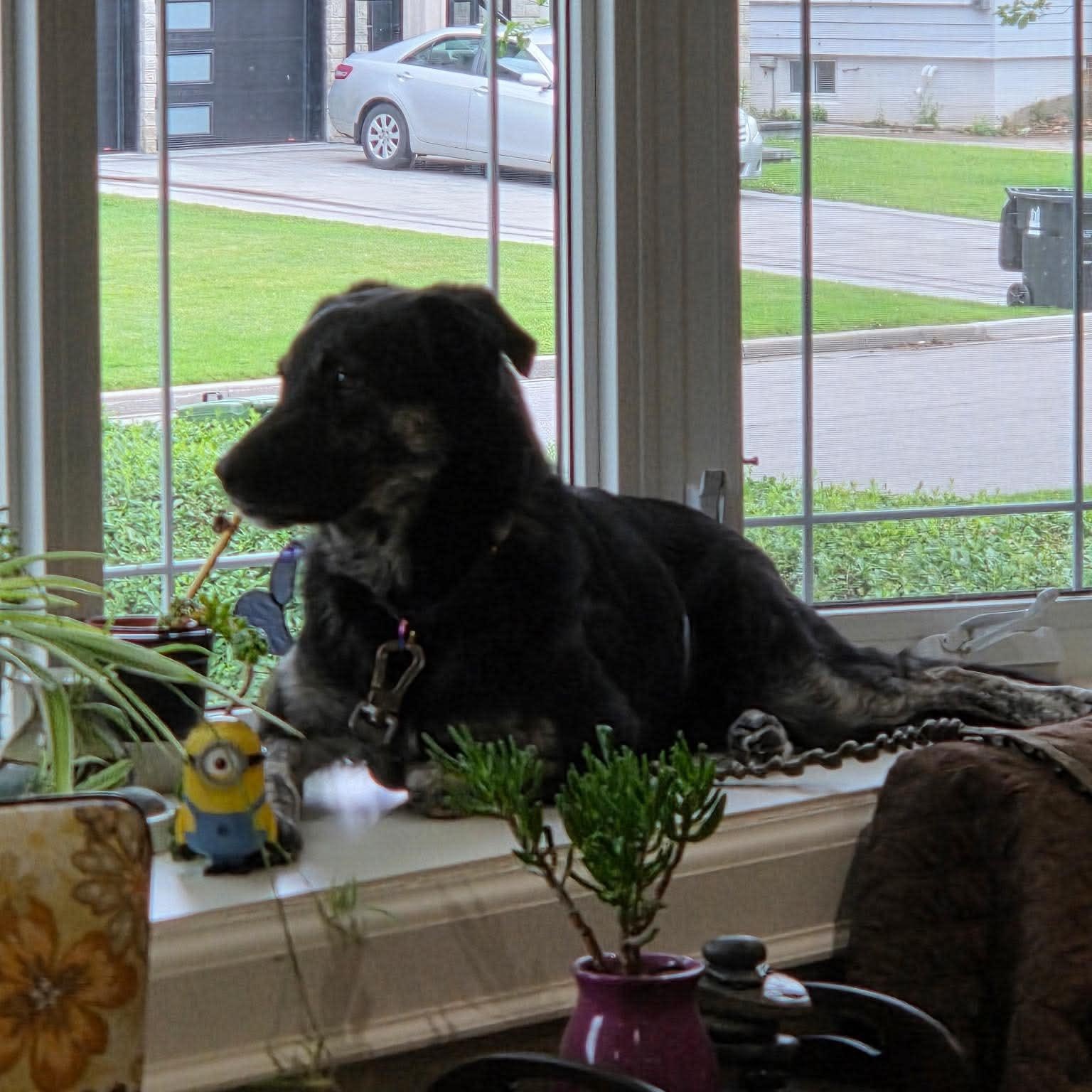 Noir, a ADOPTABLE mixed breed in Scarborough, ON image 3/6